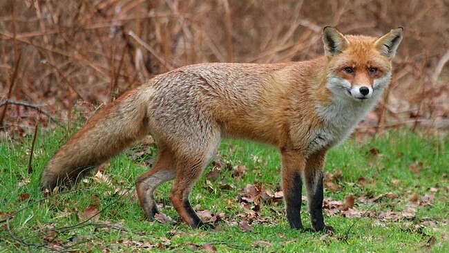 Feral Red Fox