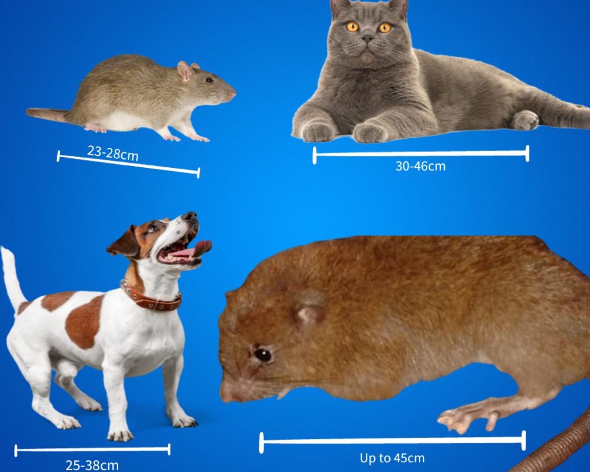 How the giant rat compares to other garden variety animals.