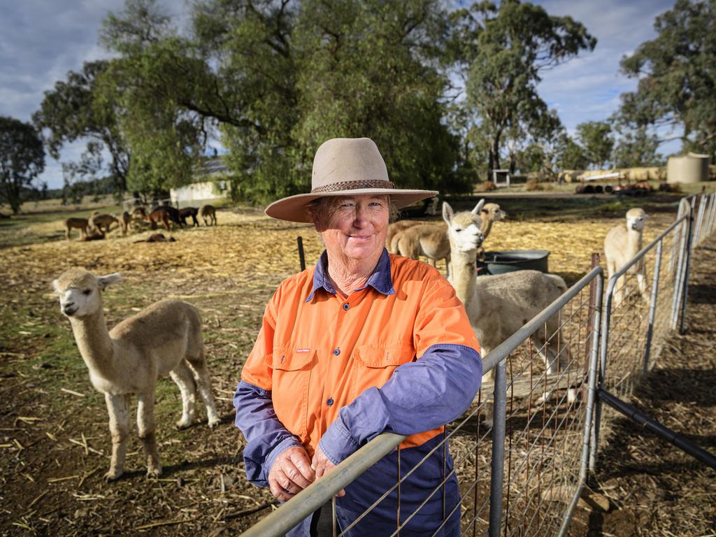 Margaret Hassall of Double-H Alpacas as the stud opens to the public for National Alpaca Week, Friday, May 16, 2025. Picture: Kevin Farmer