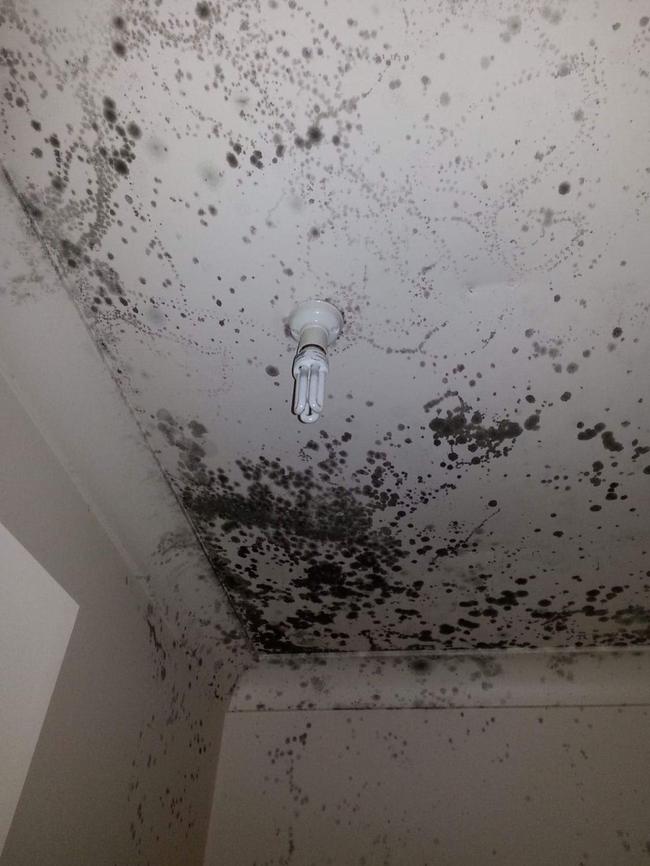 The black mould which surfaced after a tree fell through Ms Lopez’s family home at Narara.