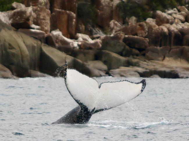 Whale captured by Pennicott Wilderness Cruise Tasman Island Cruises skipper Tim Cunningham.