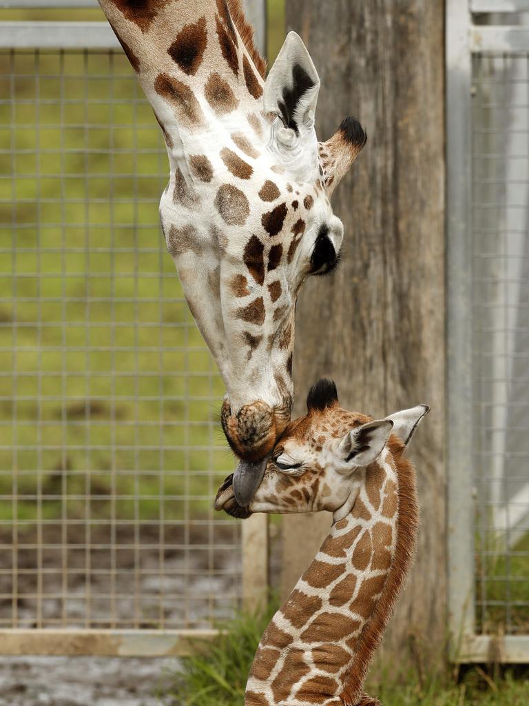 Giraffe Oni with her first baby, a 4-week-old boy at the Mogo Wildlife Park. Picture: Jonathan Ng