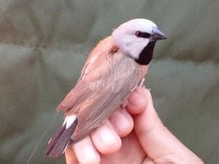 The southern sub-species of the black-throated finch is an endangered species found in coastal northern Queensland and inland central Queensland including the Galilee Basin and areas near Charters Towers and Townsville. Picture: Contributed