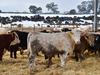 feedlot cattle.