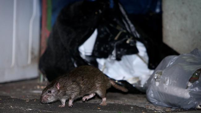 Rodent plague expert and ecologist Professor Mathew Crowther said there are more rats than humans in Sydney. Picture: Richard Dobson