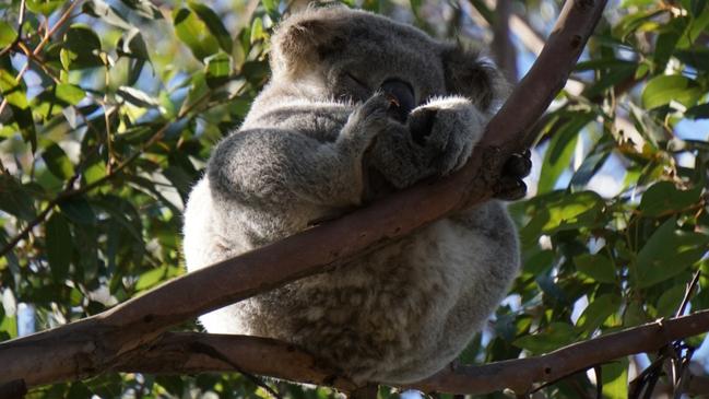 A koala was spotted on Bundanoon Road, Woronora Heights. Picture: Supplied