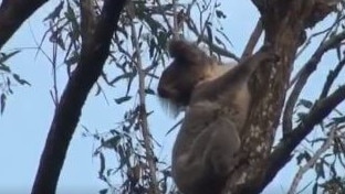 A koala photographed 50m from where the Coomera Connector will be built in Helensvale.