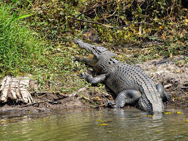 A saltwater crocodile sun bakes on the river bank during a ultimate Outback Floatplane Adventure at Sweets Lagoon along the Finniss River.