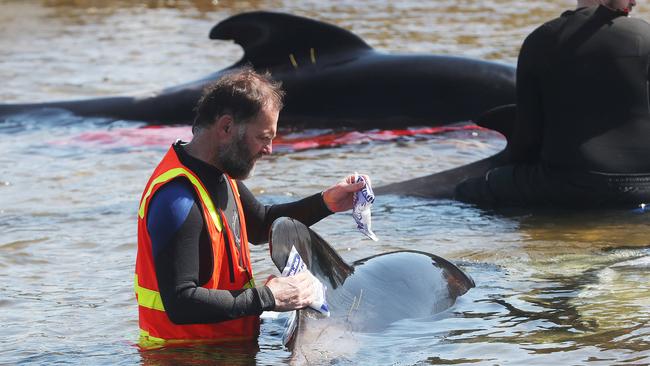 Rescue mission of surviving whales. Stranding of over 200 pilot whales at Macquarie Heads near Strahan Tasmania. Picture: Nikki Davis-Jones