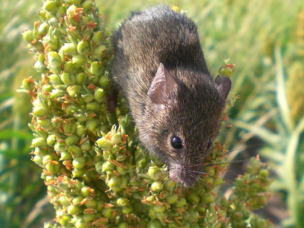 Farmers are being urged to bait now to prevent the mice incursion in their crops.