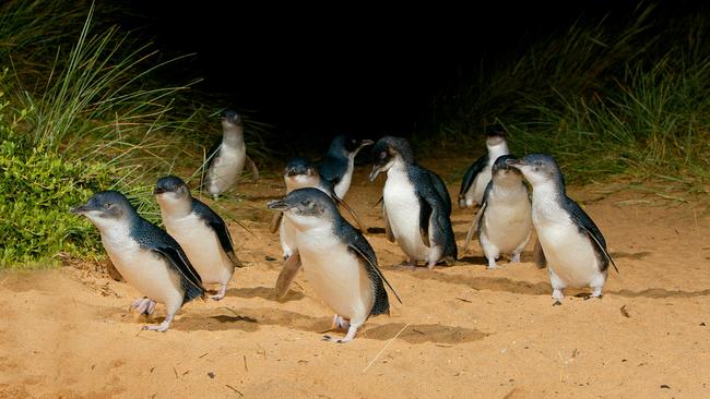 Little Penguins at Phillip Island. Picture: Phillip Island Nature Parks