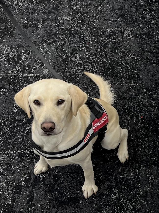 Biosecurity dog Ghost.