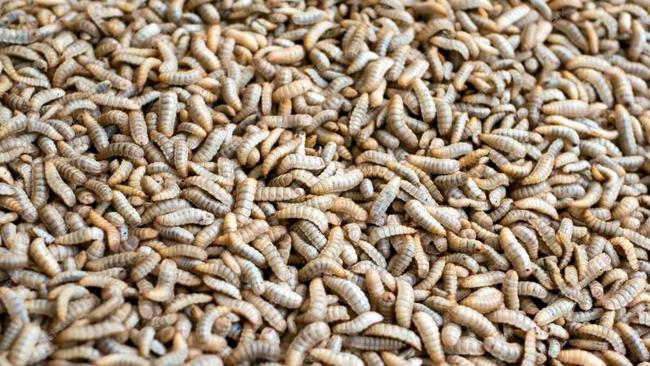 The scene of a raging inferno in Anakie on Tuesday was breeding black soldier fly larvae (pictured) with up to 70,000kg of expired hand sanitiser on site.