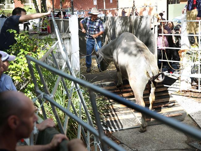 Two water buffalo were on the loose in Newtown and were then cornered on a property on Carillion Ave before being put back onto their truck. Picture: Phil Hillyard