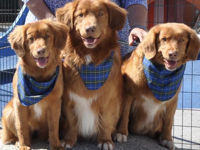 Dawn  Fougere  with three of Nova Scotia dogs