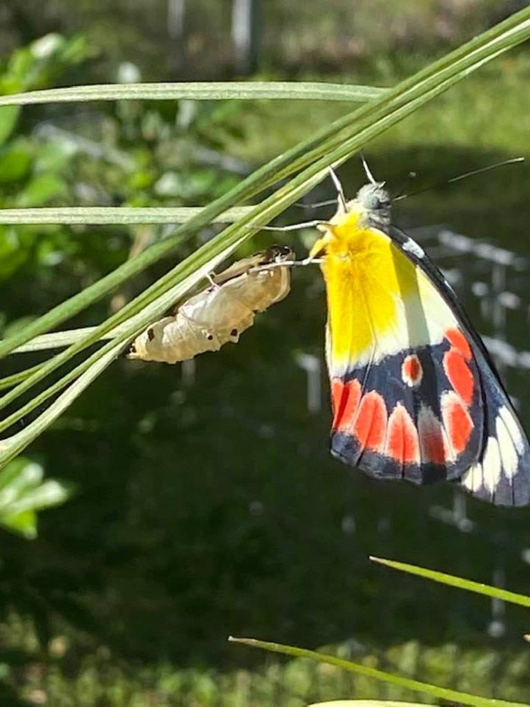 John Hamilton used the quiet time to notice nature in his Casino backyard.