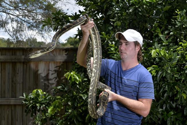 Snake catcher Andrew Smedley with a snake that was caught at Collingwood Park. Photo Inga Williams / The Queensland Times. Picture: Inga Williams