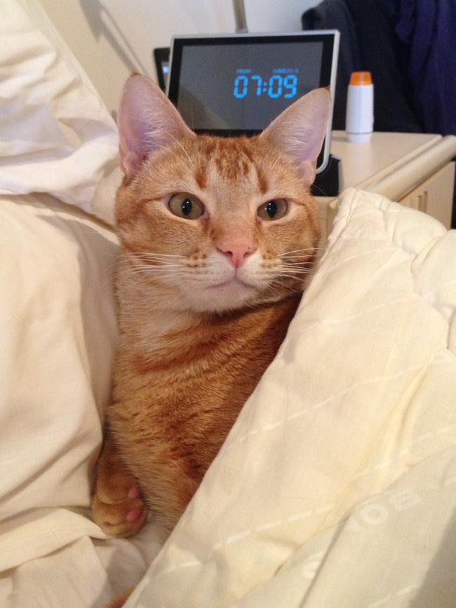 Bugalugs: It’s bedtime for bugalugs, who is all tucked up ready for sweet dreams.