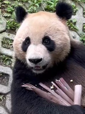 His partner, Yi Lan, is “playful”, according to keepers. Picture: Supplied