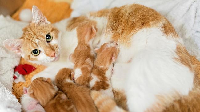 Dee Wallace is a foster carer at the AWLQ, having fostered more than 50 animals. Mango and her Ginger Ninja kittens. Picture: Animal Welfare League of Queensland