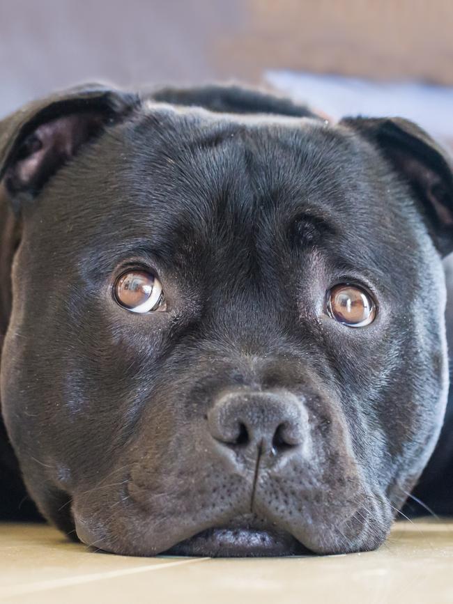 A black staffordshire bull terrier. Picture: iStock