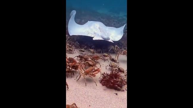 Victorian diver captures rare footage of Albino stingray | news.com.au ...