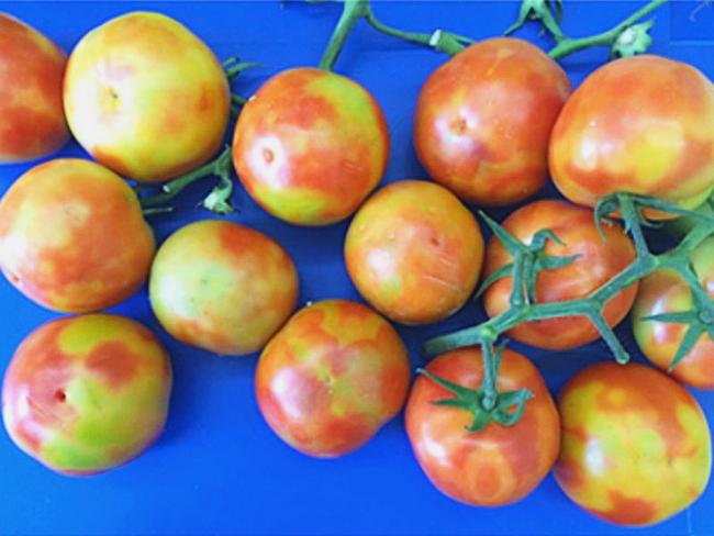 Examples of fruit affected by tomato brown rugose fruit virus. Picture: Department of Primary Industries