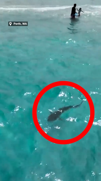 Shark spotted lurking near swimmers at Perth beach