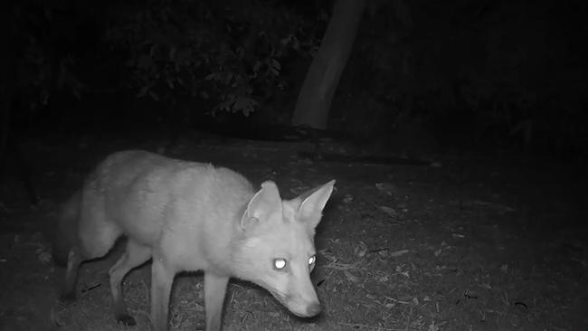 The wild dogs and foxes moving into Gold Coast suburbs