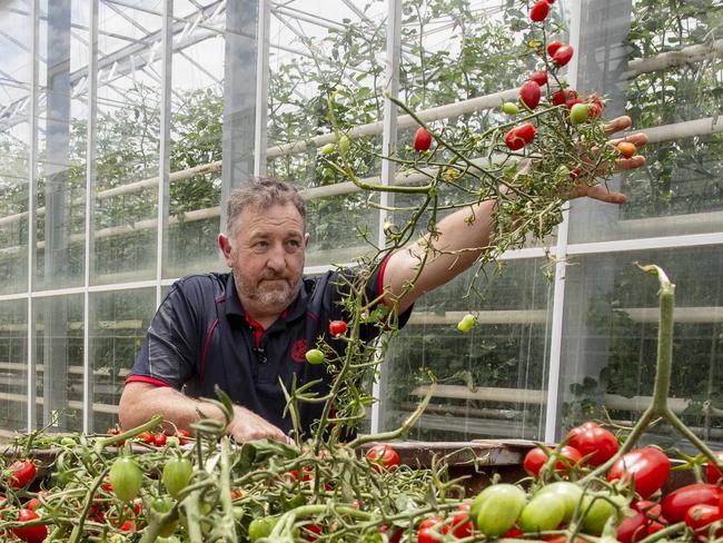 SA farms affected by a highly-contagious tomato virus. Perfection Fresh - one of Australia's largest providers - has had to rip hundreds of thousands of tomatoes out, costing tens of millions in lost produce, they still donÃ¢â¬â¢t have word on when they can replant and resume trade. - Mathew Fergusson, General Manager at Perfection Fresh at Two Wells throws tomatoes into a skip for disposal . 21st  November 2024 Picture: Brett Hartwig