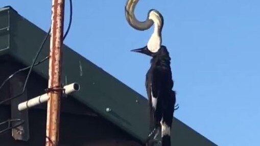 A python attempts to eat a currawong while hanging from a TV antenna at a home in Kingscliff. Picture: Supplied.