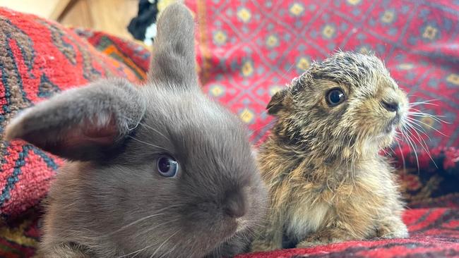 Brightside Farm Sanctuary's first hare Nelson with rabbit Basil (2022).