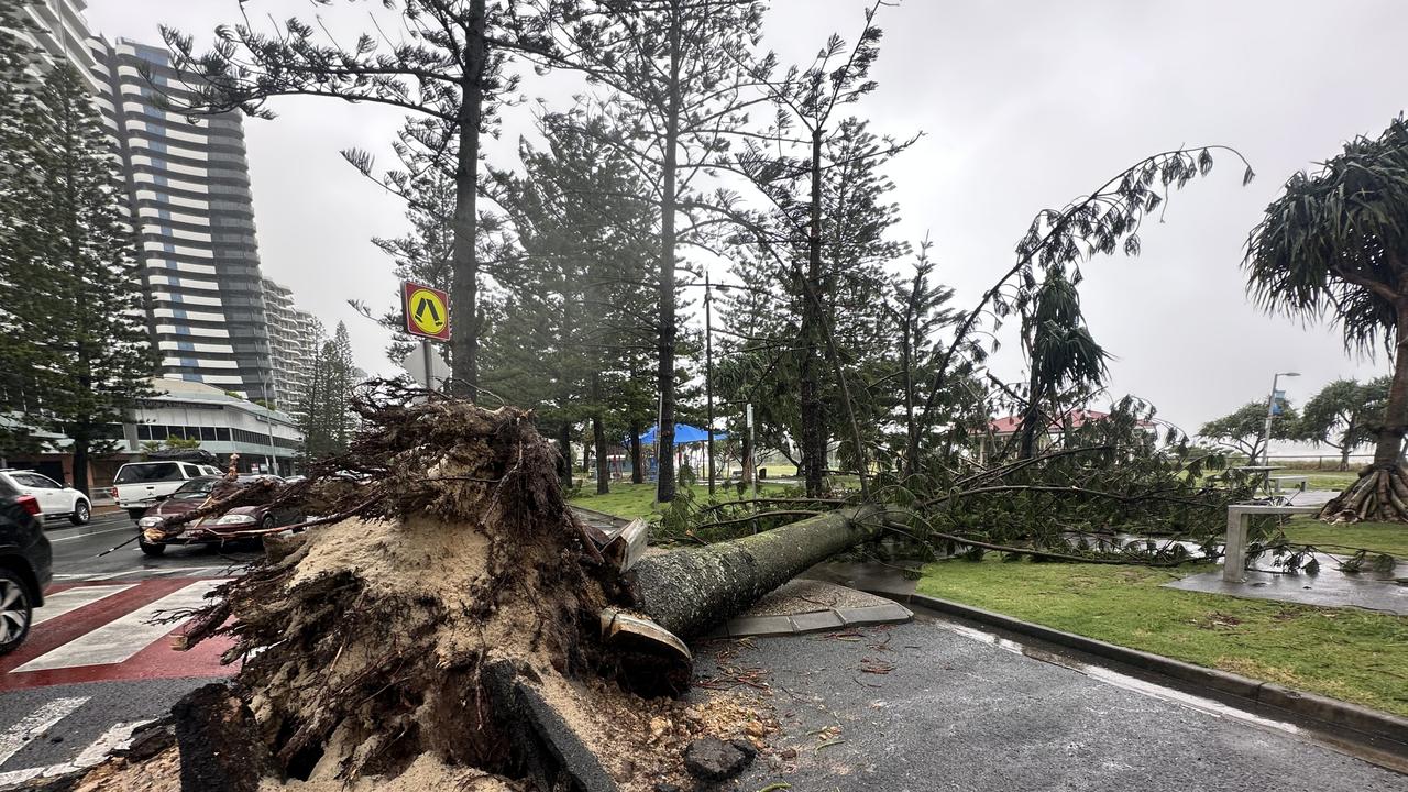 A big tree down Coolangatta Esplanade ahead of Cyclone Alfred, 7 March 2025. Photo: Nigel Hallett.