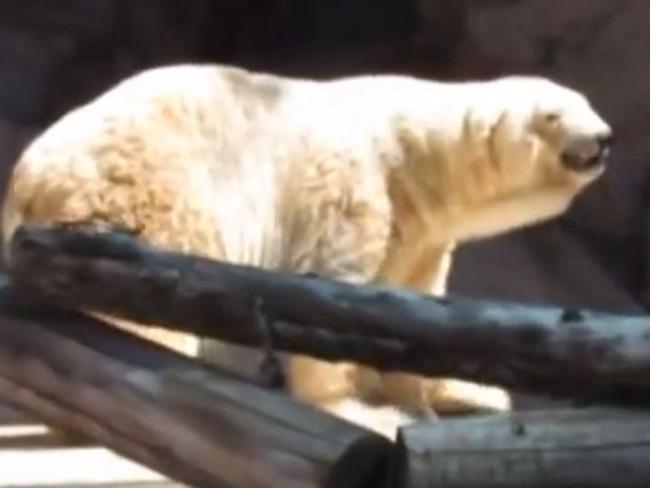 Lonely ... Arturo is the last polar bear in Argentina. Picture: Youtube