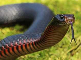 A red belly black snake coiled up in a Gracemere house as the overgrown block next door houses snakes and rodents. FILE PHOTO