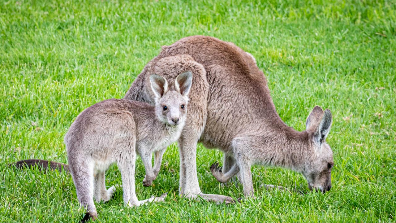 Planned kangaroo cull at Heritage Golf & Country Club Chirnside Park ...