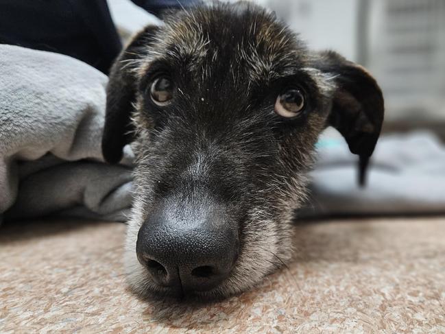 Atticus began lifesaving treatment at the Lost Dogs’ Home. Picture: Lost Dogs’ Home