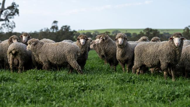 Some of the sheep from the Luhrs family's flock, grown 30 minutes north of Hamilton.