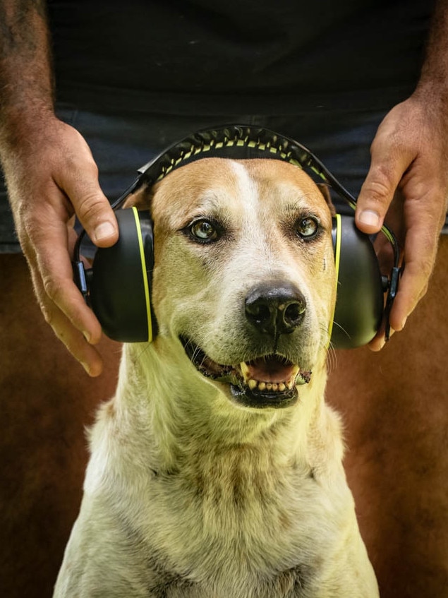 Wobbly the dog who hates fireworks. Picture: Glenn Campbell