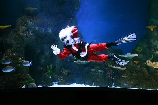 Scuba Santa at the Cairns Aquarium