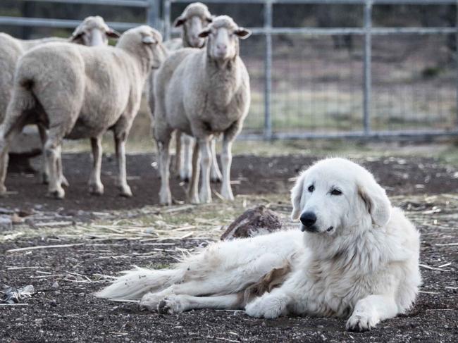 A guard dog protects the flock at Karbullah Poll Merino stud at Goondiwindi, QLD.