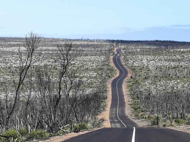 TO HOLD - NO USAGE WITHOUT PERMISSION FROM PAUL ASHENDEN - TO RUN ON ANNIVERSARY.Kangaroo Island 6 months on from the devastating bushfires. Re-growth on trees and vegetation in Flinders Chase National Park. Picture SARAH REED