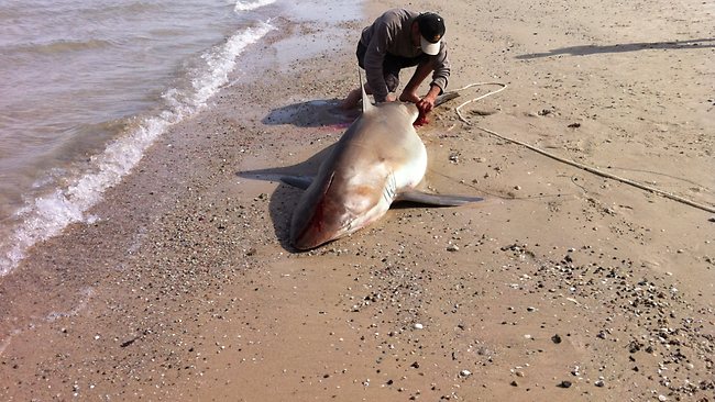 Anglers lure sharks close to metropolitan beaches