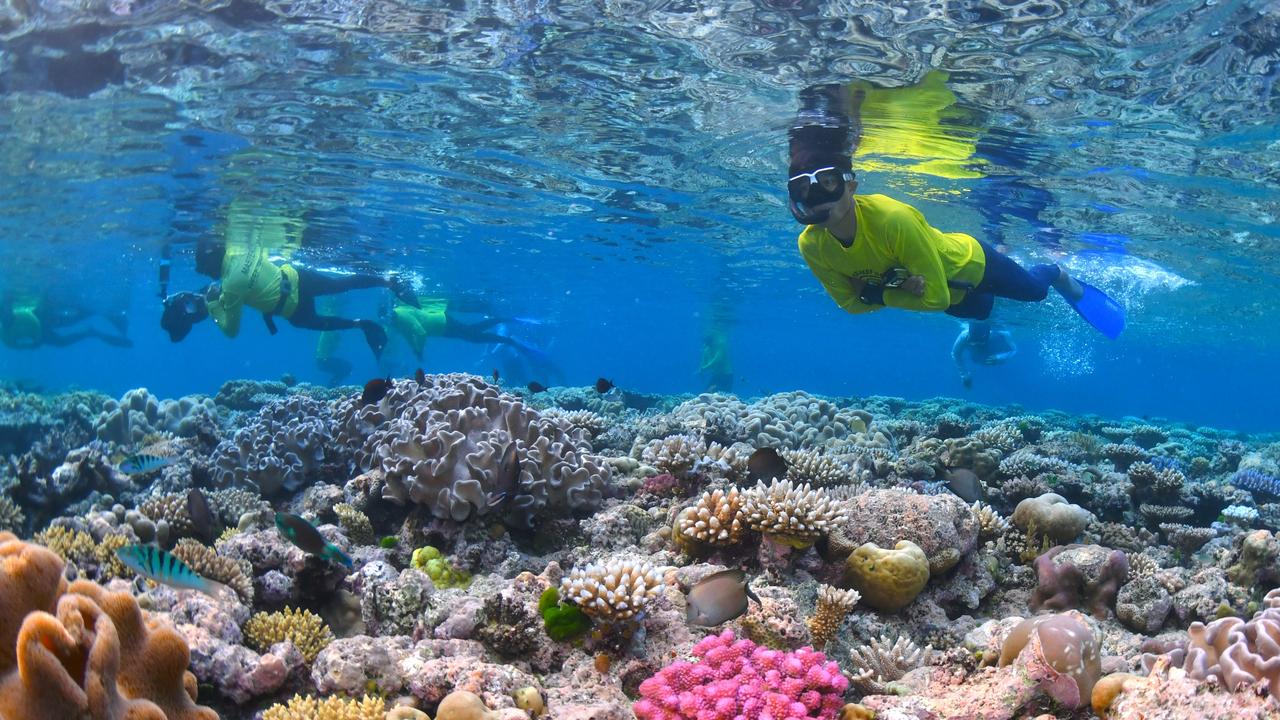 Great Barrier Reef health report: Government accused of burying good ...