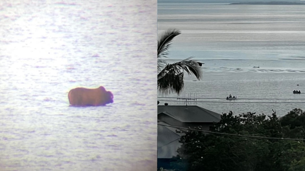 A bull is stranded on a bank at River Heads. Photos: Supplied