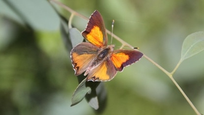 The Eltham copper butterfly forced part of rail duplication project near Montmorency railway station to be abandoned. Picture: Nillumbik Council.