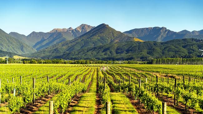 Vineyard in Blenheim, Marlborough, South Island, New Zealand.Escape 15 September 2024Destinations - NZ Wine growersPhoto - iStock