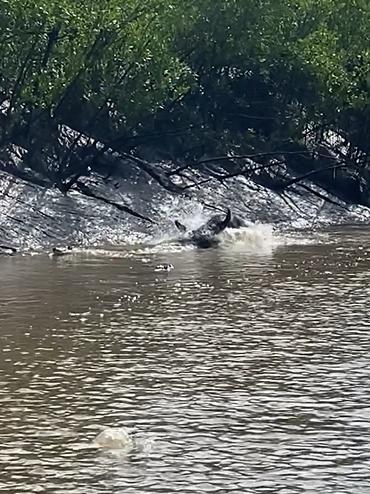 It dived head first into the water, charging the reptiles. Picture: Supplied