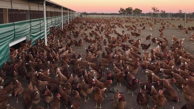 Mandani Egg Farm. Source: realcommercial.com.au