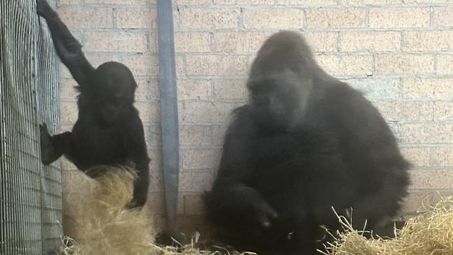 Kauis the hand-raised gorilla and his aunty G-Anne get introduced to each other at Mogo Zoo this week.